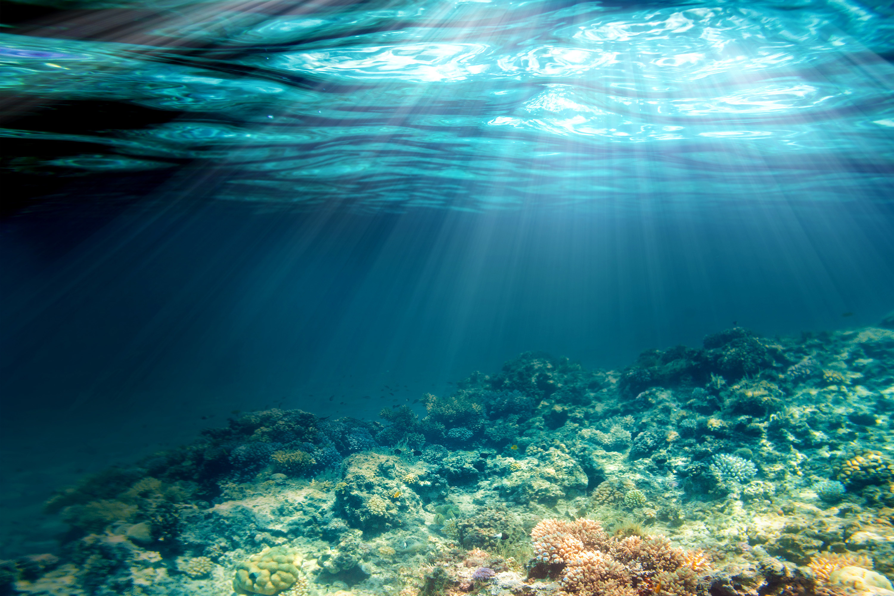 Vue sous-marine, fond marin