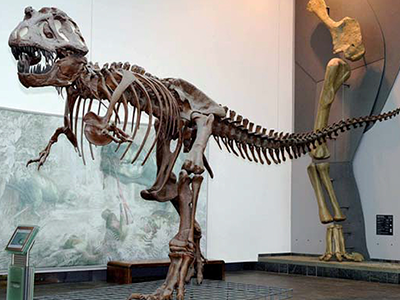 Dinosaurier im Senckenberg Museum